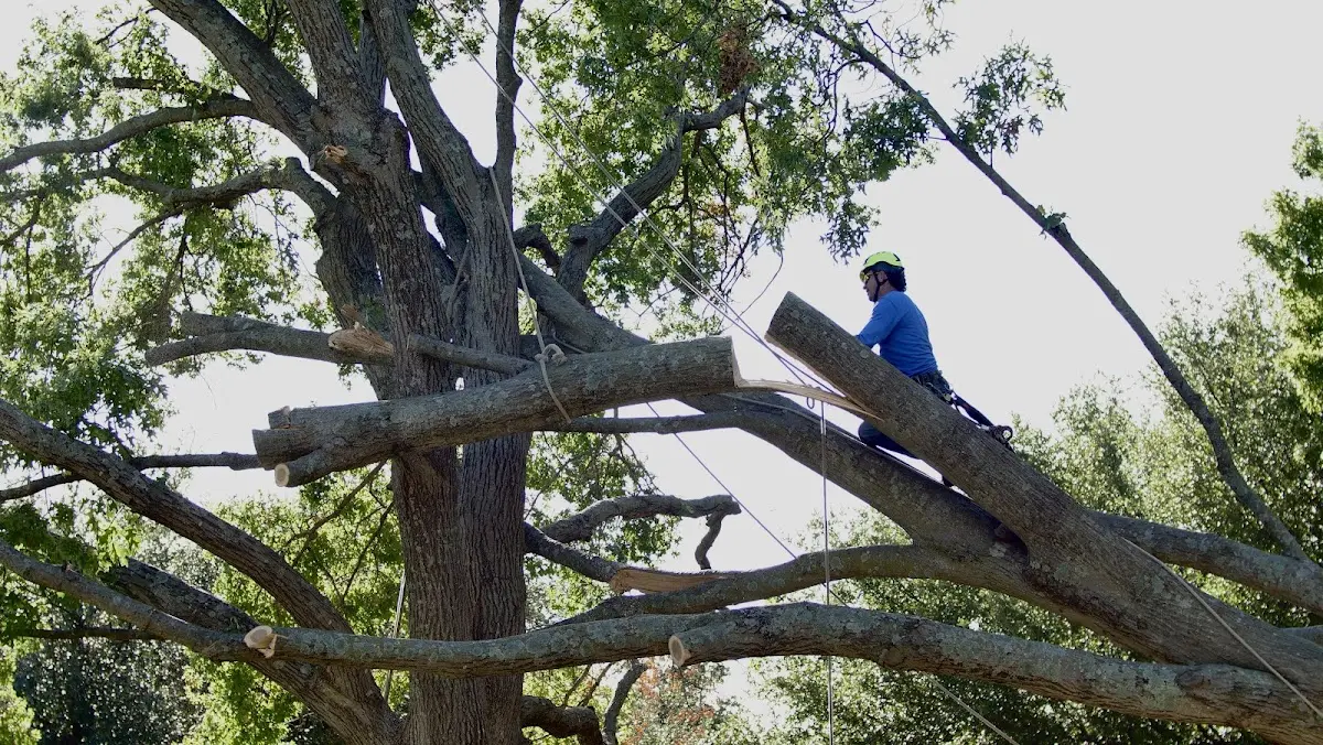 Professional Crown Thinning performed by certified arborists in Elmo