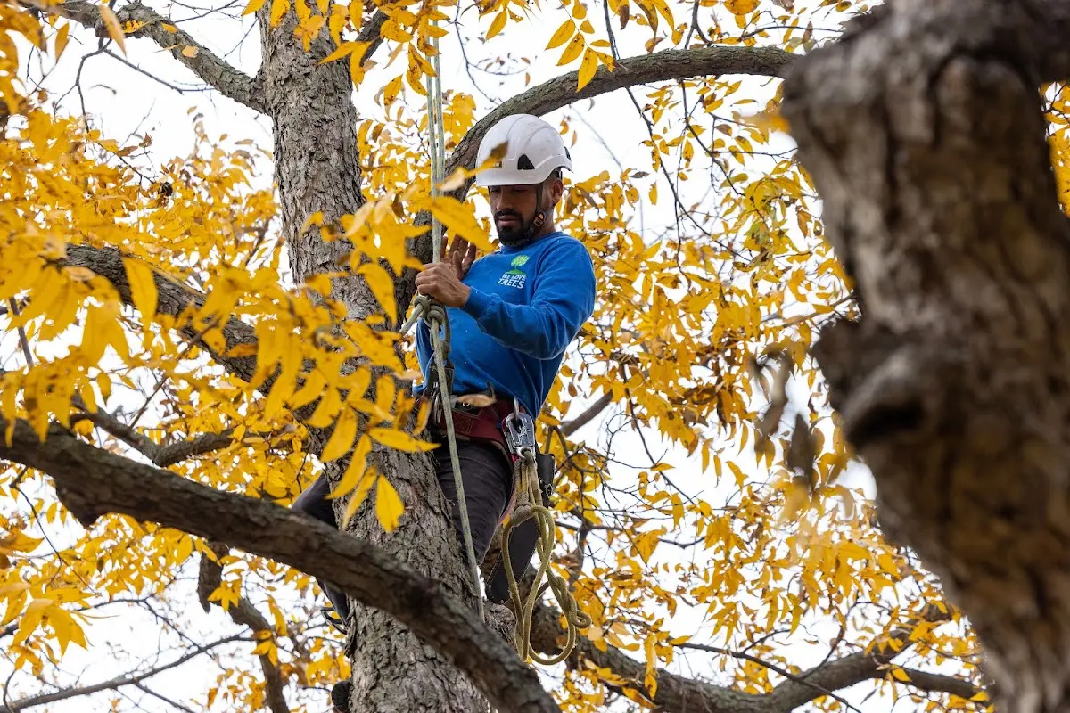 Skilled Tree Planting crew working in Elmo